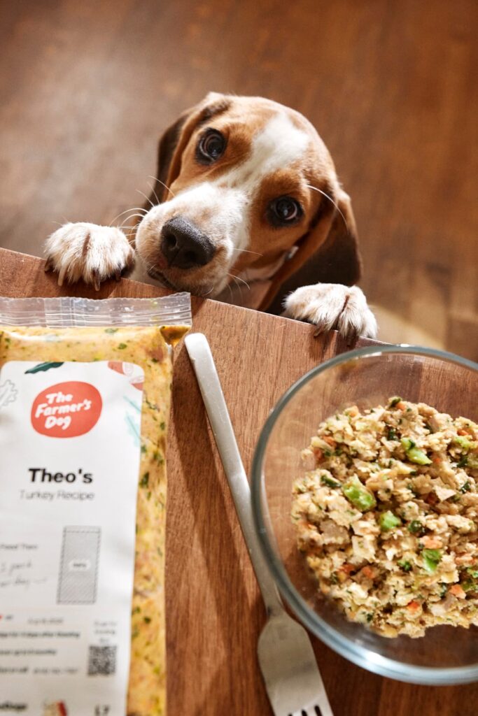 A dog at a counter looking at The Farmer's Dog food.