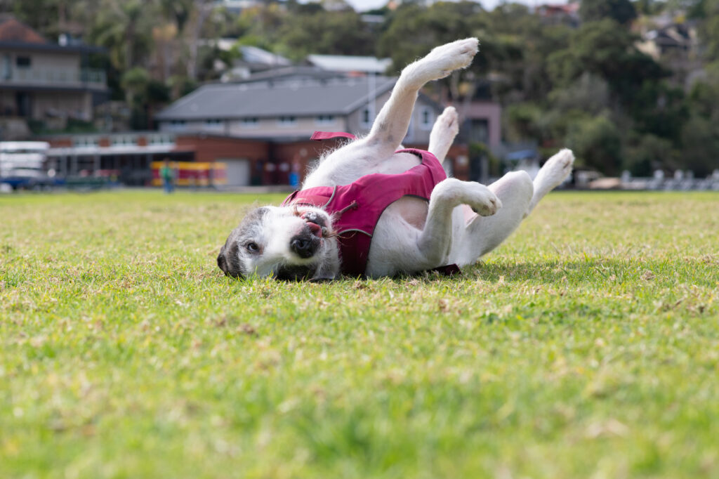 A dog in a harness rolling around in the grass