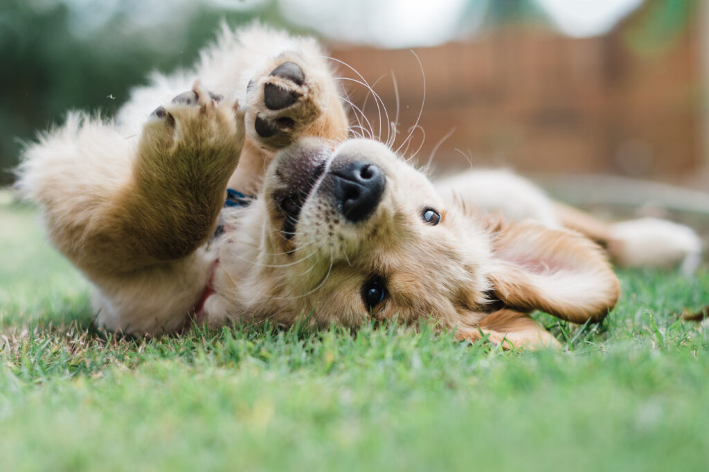 A golden retriever puppy rolling around on the grass.