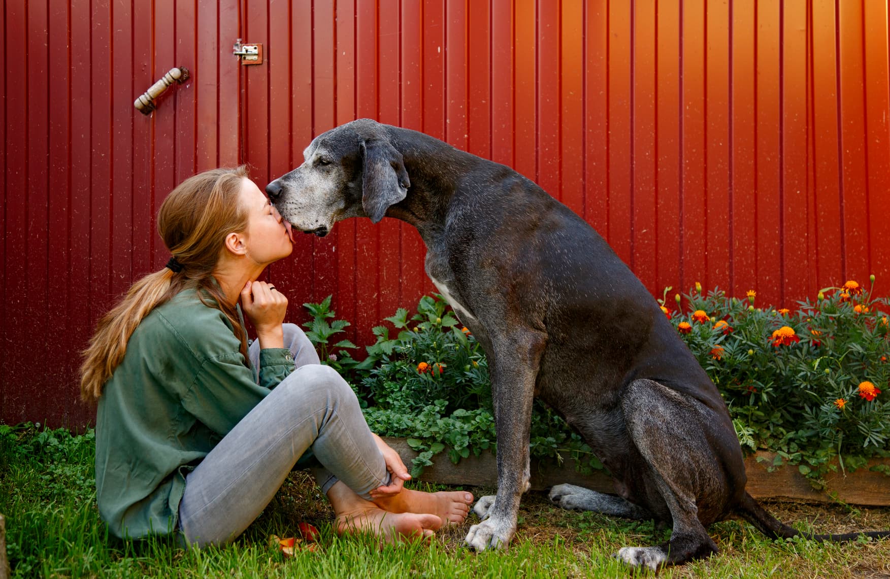 Is It OK if My Dog Licks Me?