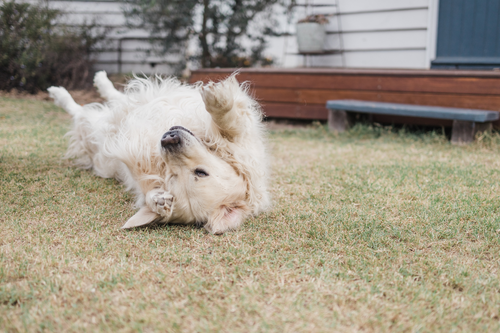 Why Do Dogs Love to Roll in Smelly Things?