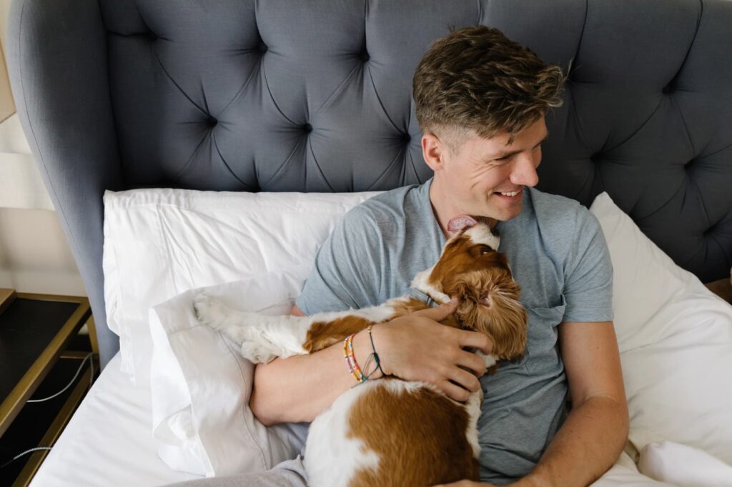 A small dog licking a man in bed.