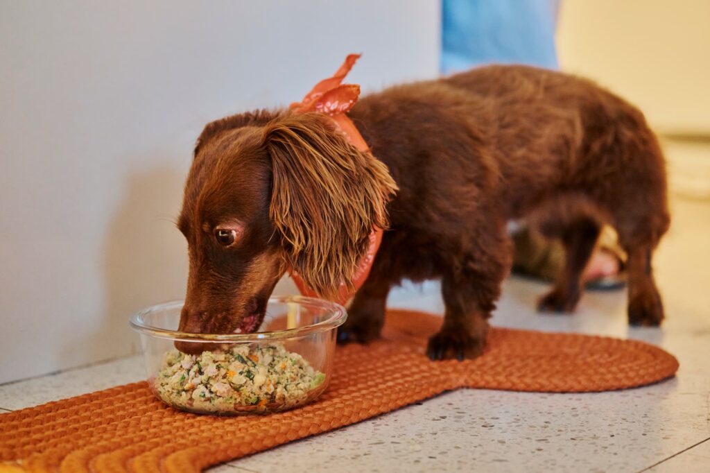 A brown, long-haired dachshund eats fresh food from a glass bowl on the floor.