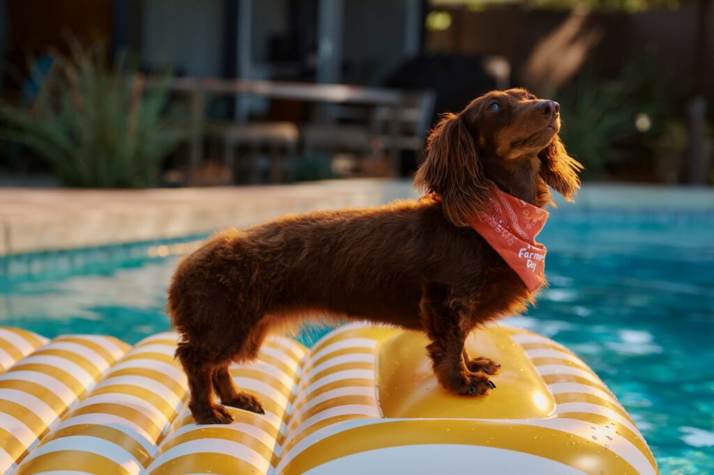 A brown, longhaired dachshund stands on a yellow and white striped pool floaty in a swimming pool.
