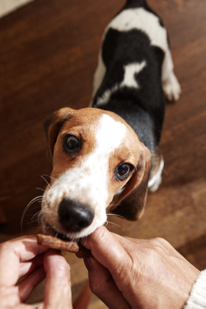 A beagle puppy eats a Snap Stick from a person's hand.