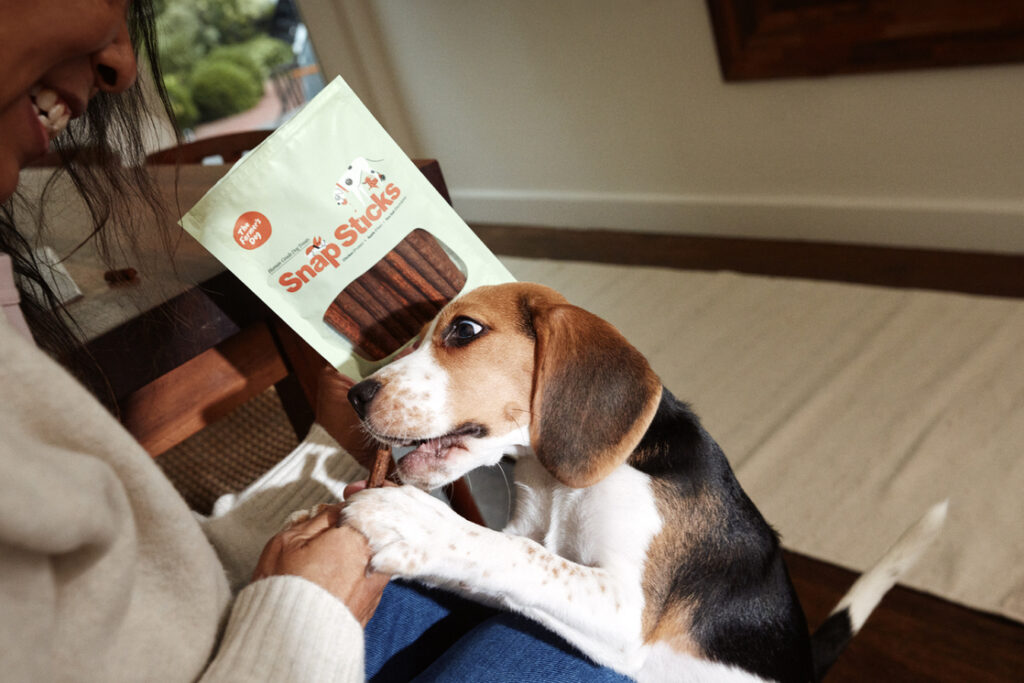 A beagle eats a Snap Stick from a smiling person's hand.