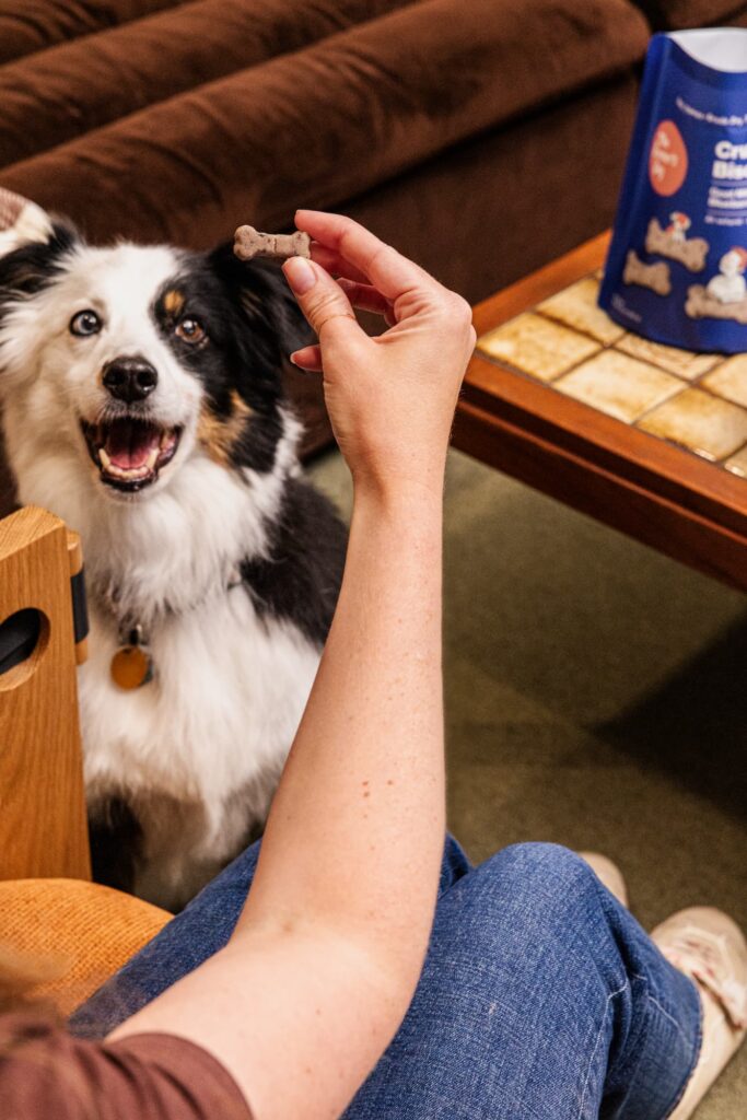 A white, black, and brown dog with heterochromia looks up ecstatically at a person holding a Crunchy Biscuit.