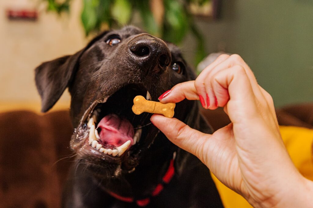 A black Lab prepares to eat a Crunchy Biscuit from a person's hand.