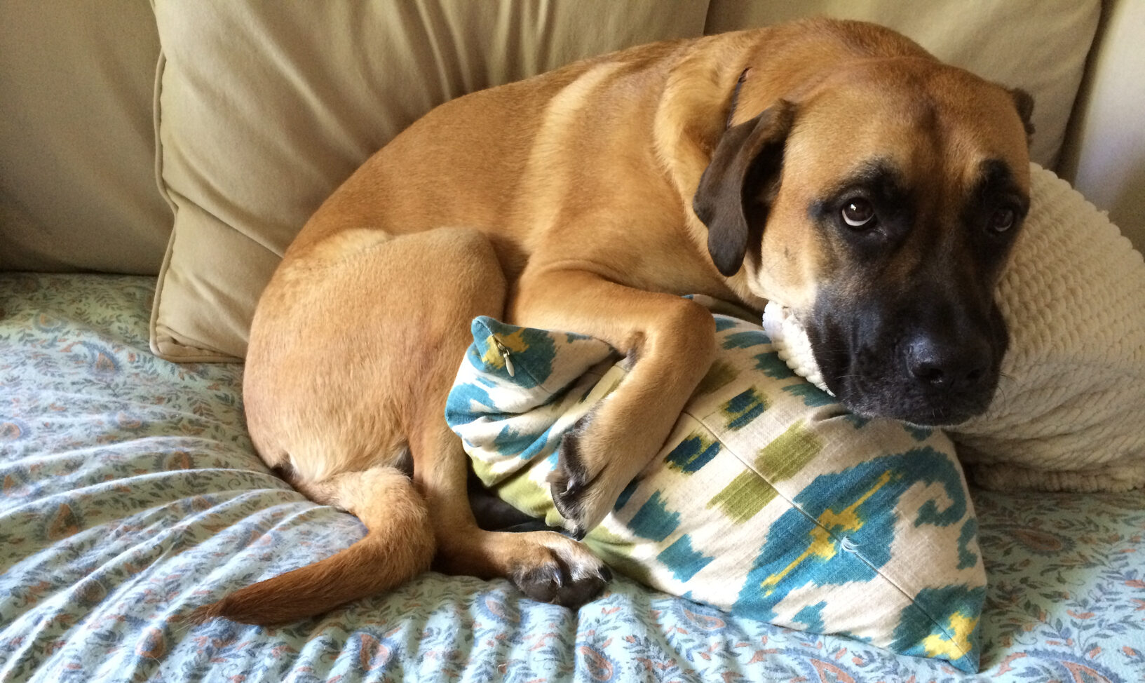 When Should I Spay or Neuter My Dog?