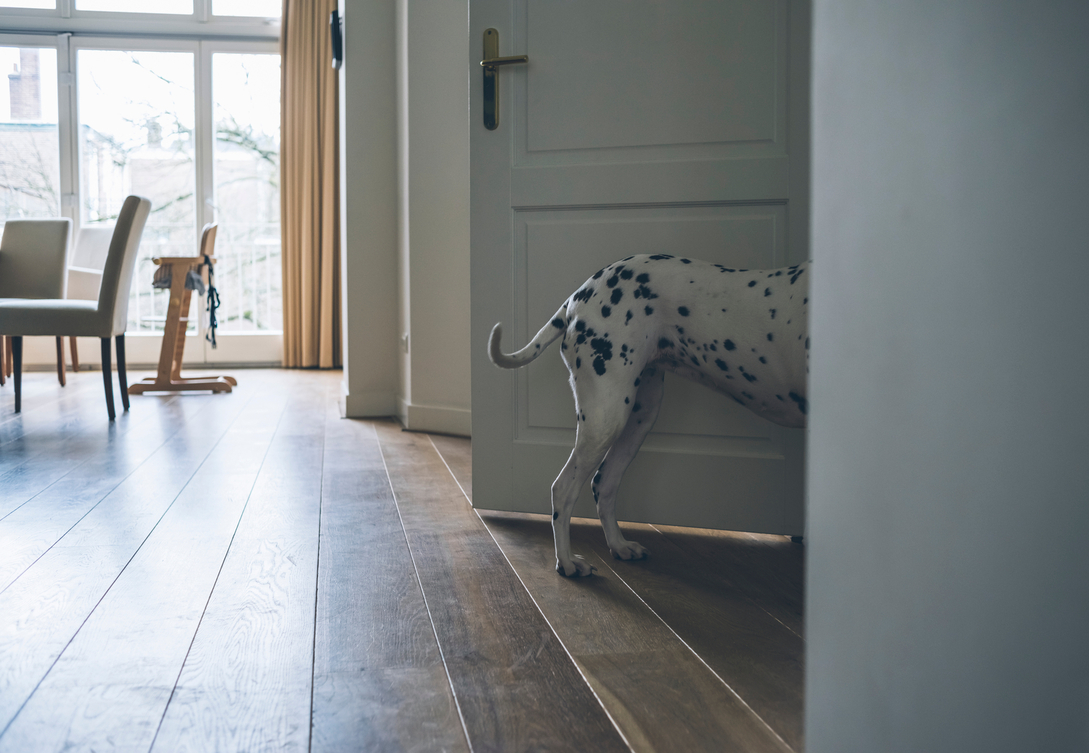 Why Does My Dog Follow Me Into the Bathroom?