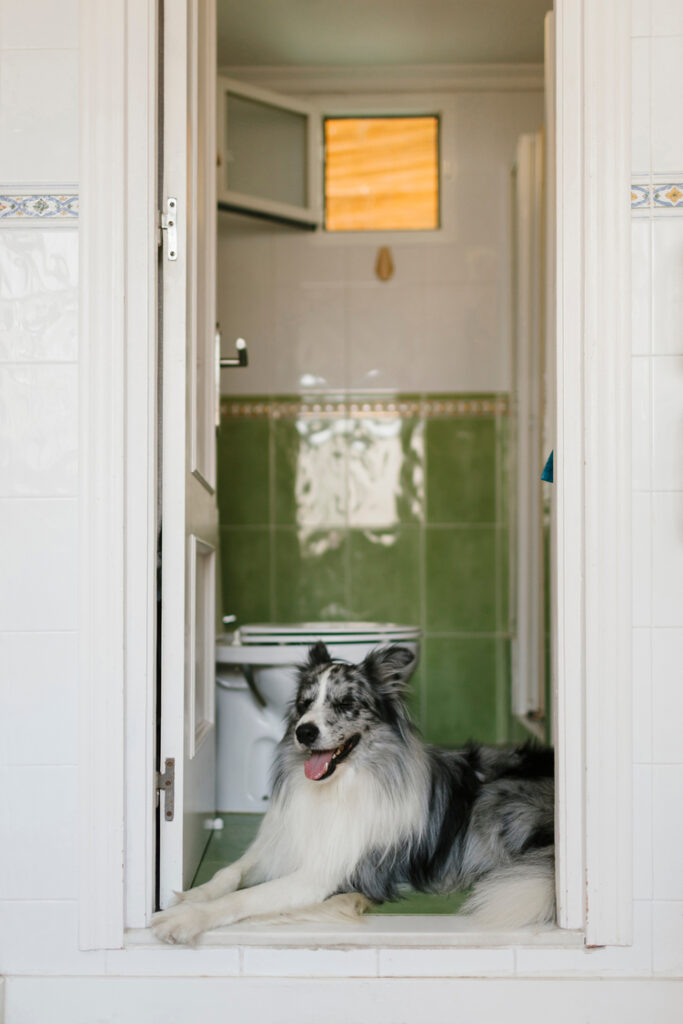 A white and grey dog lies down in a the doorway of a small, green-tiled bathroom.