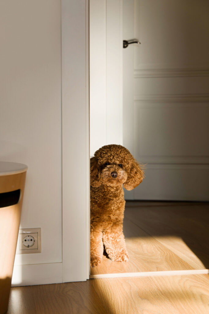 A brown golden doodle peeks around an open doorway with sun coming through.