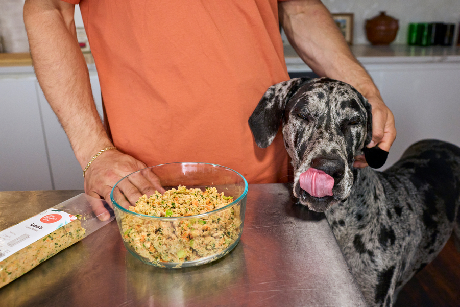 How to Bond With Your Dog at Mealtime