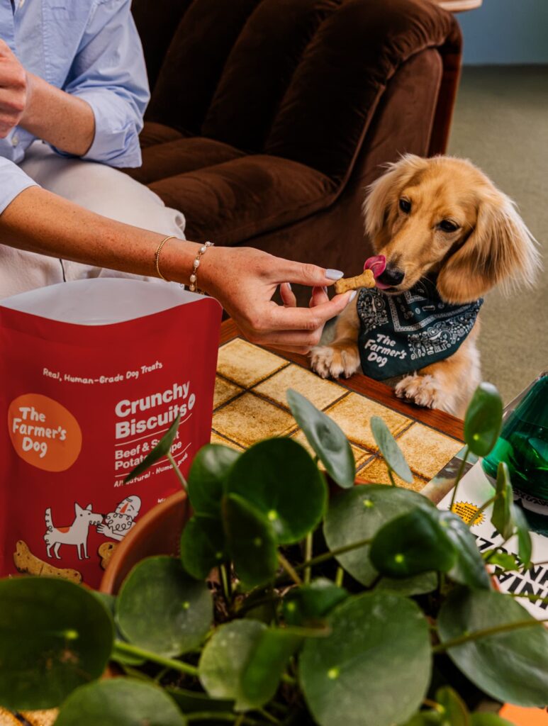A yellow long-haired dachshund licks his nose as he sniffs a Crunchy Biscuit, offered to him by a white woman wearing blue nail polish, as he puts his paws on the edge of a coffee table with a plant and a bag of Crunchy Biscuits.