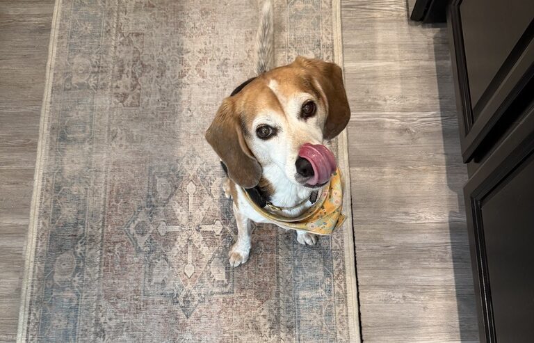 A beagle looking up at the camera and licking his lips.