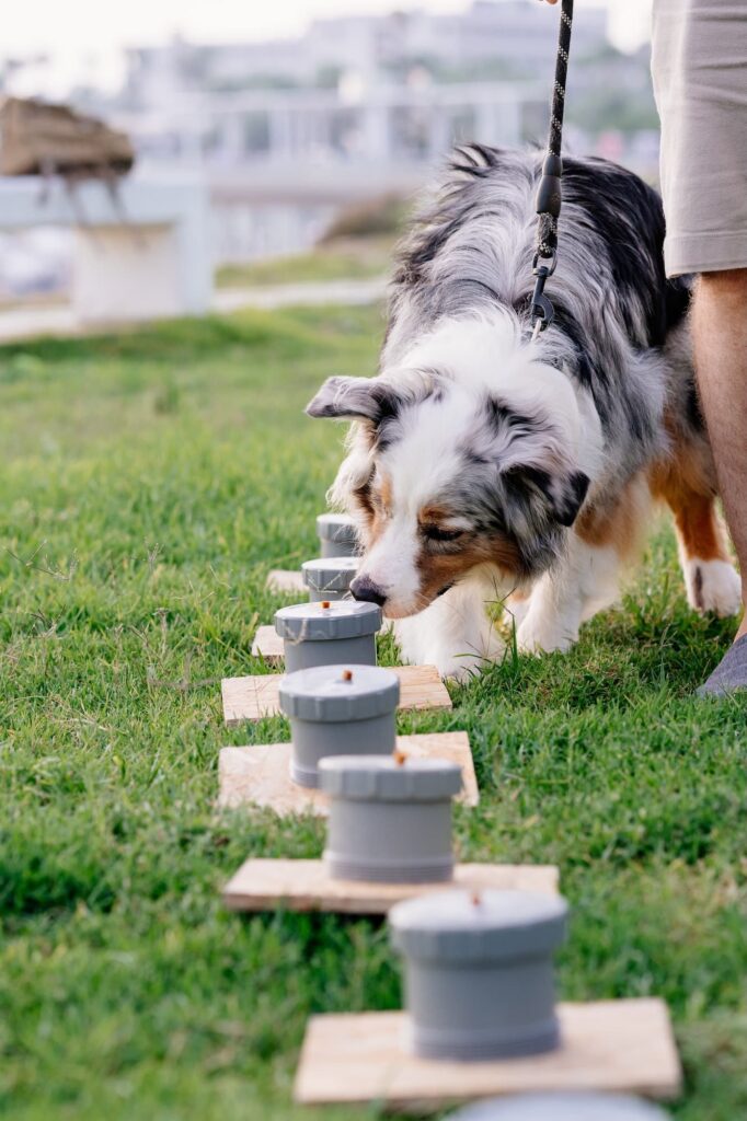 A dog doing nose work outside.