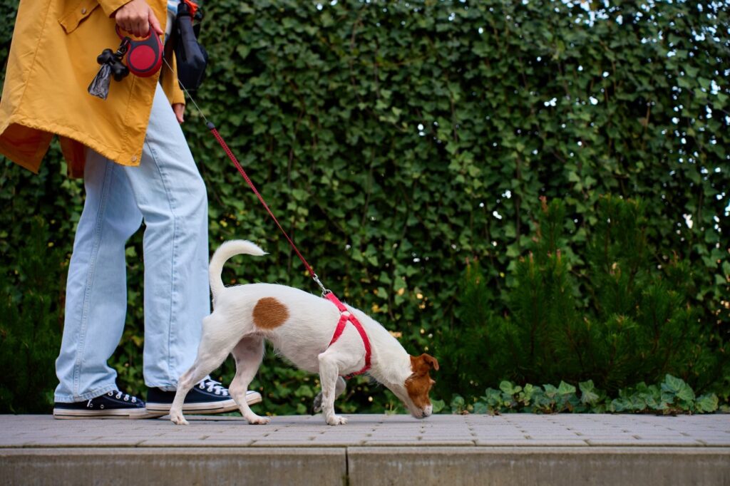 A dog on a walk, sniffing the ground.