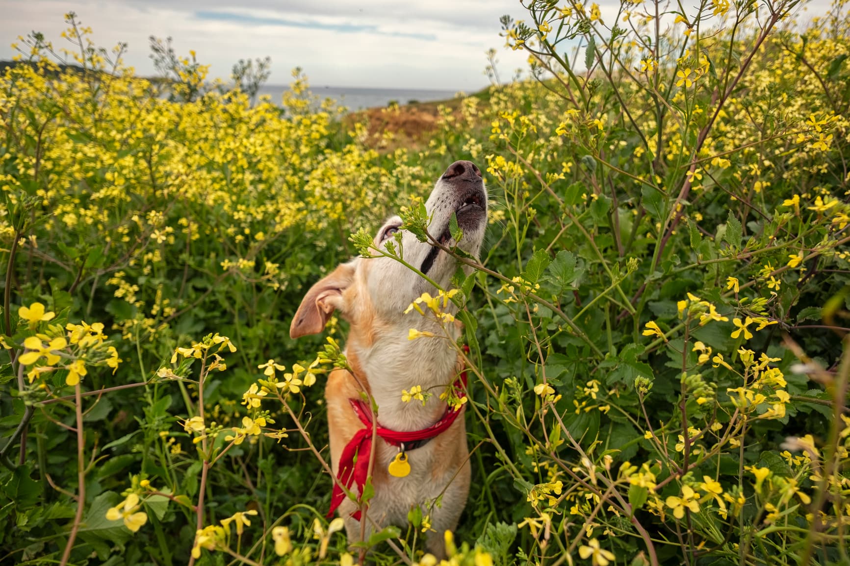 So You Want to Start Your Dog at Nose Work