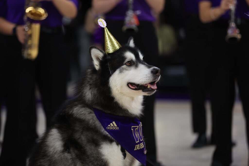 Dubs in a party hat.