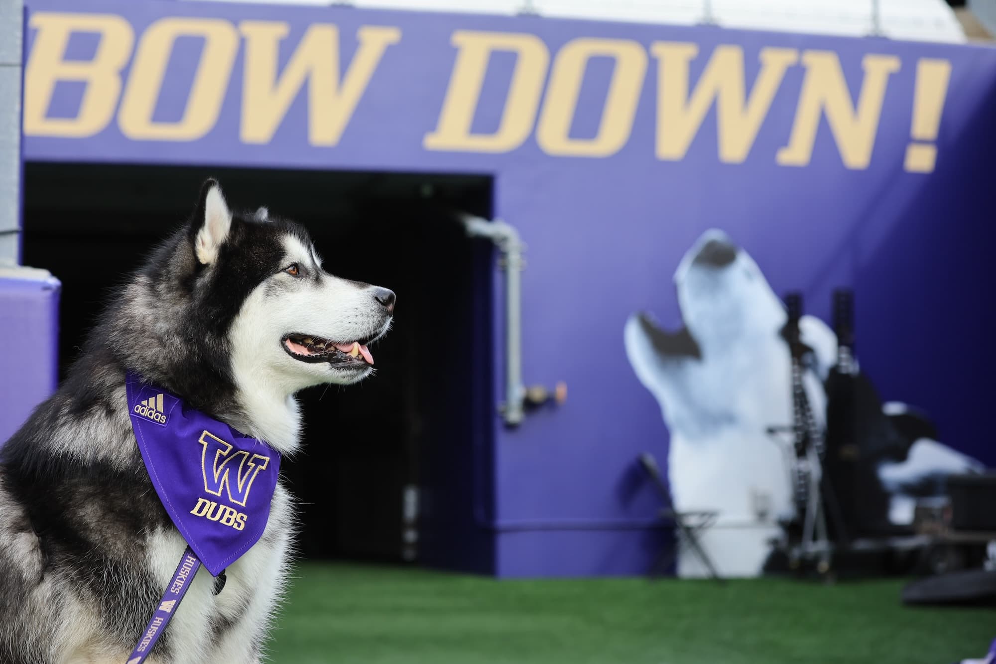 All About Dubs, the University of Washington’s Live Dog Mascot