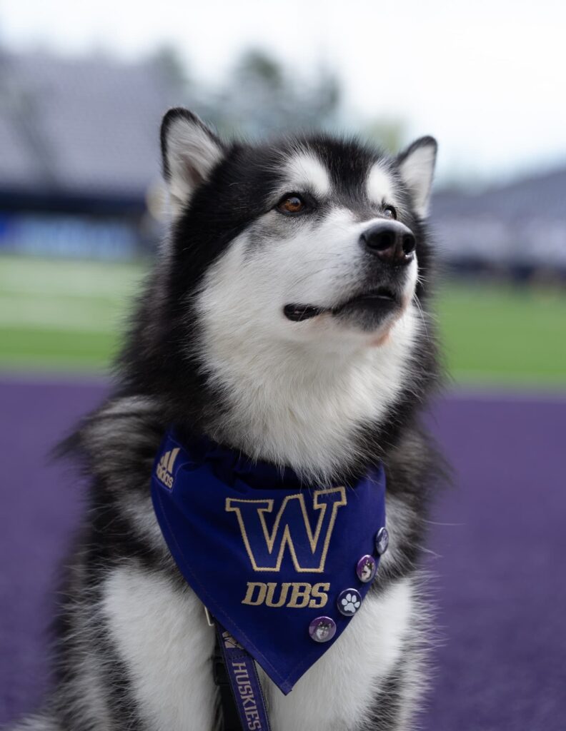 Dubs at the football stadium.