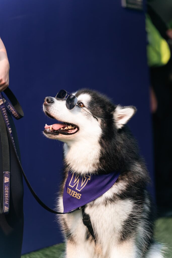 Dubs wearing sunglasses.