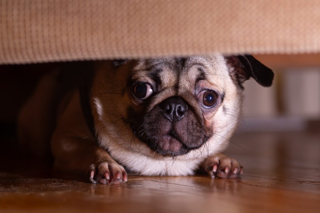 A pug hiding under a couch.