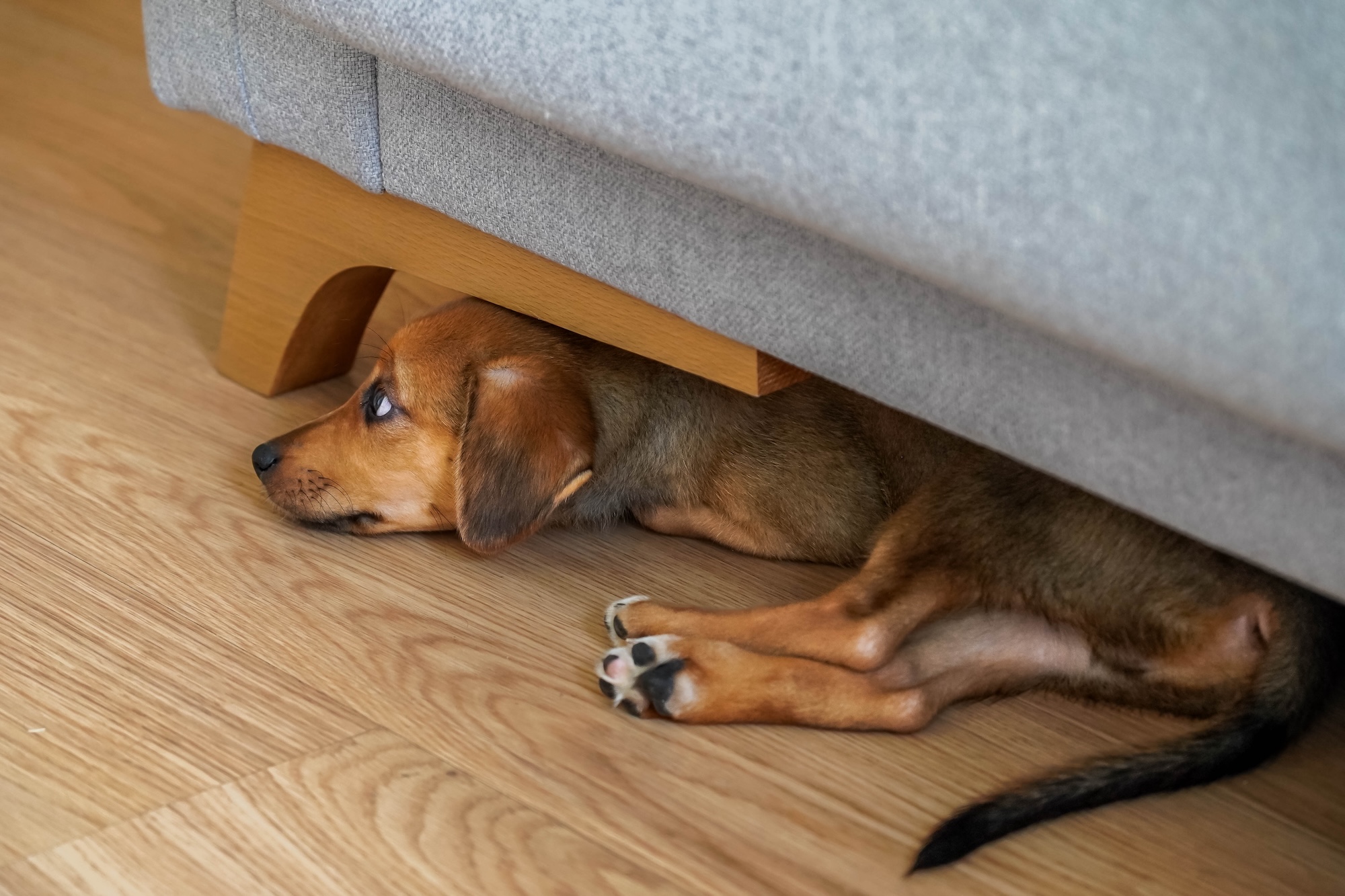 How to Help a Dog Who’s Afraid to Leave the House