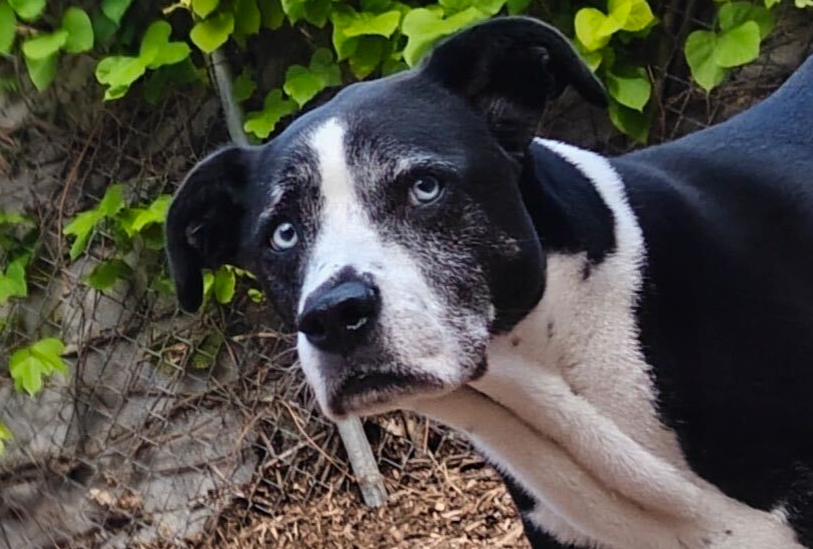 A black-and-white dog looks worriedly at the camera.