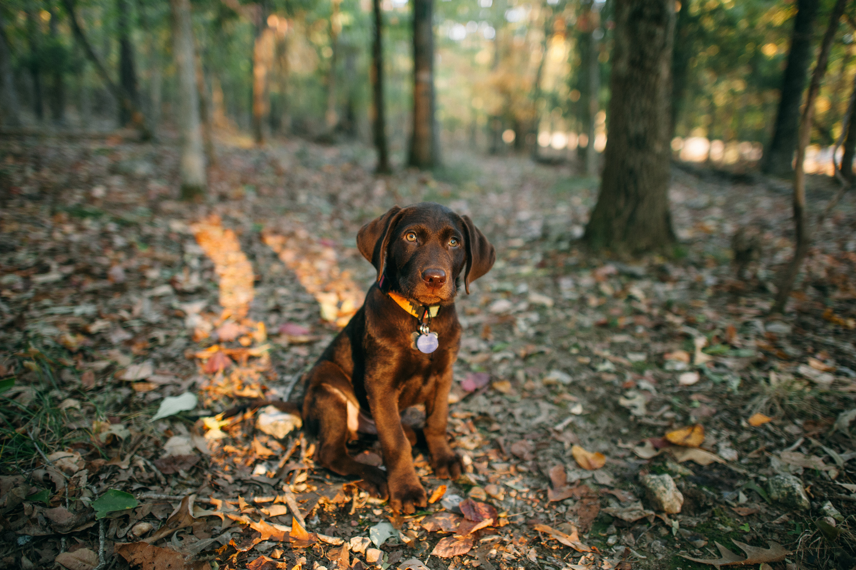 What’s the Best Dog Food for Labrador Retrievers?