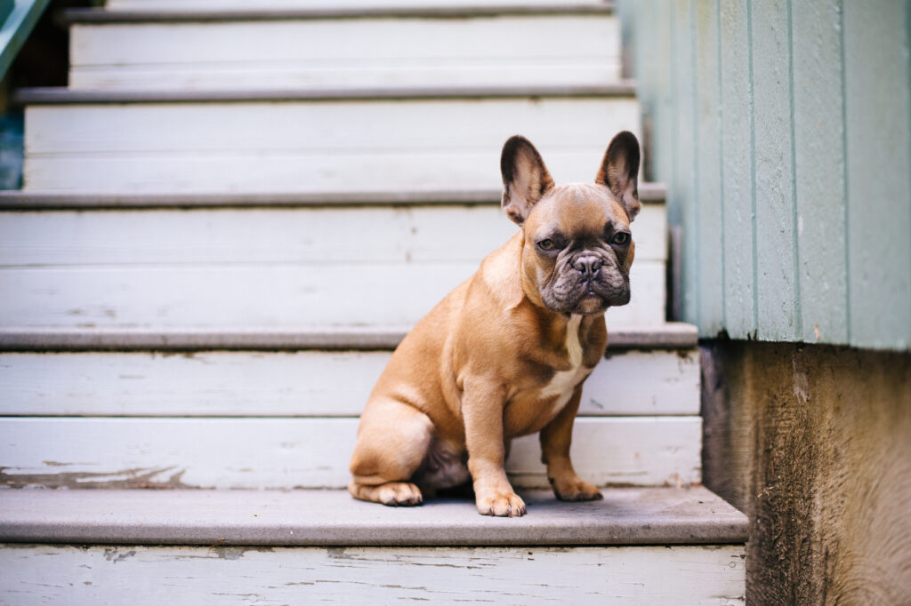 What's the Best Dog Food for French Bulldogs? - The Farmer’s Dog - Digest