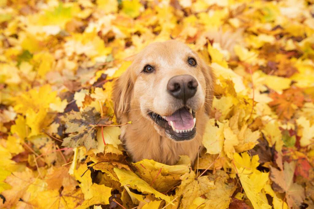 A golden retriever looks up from a pile of yellow fallen leaves.