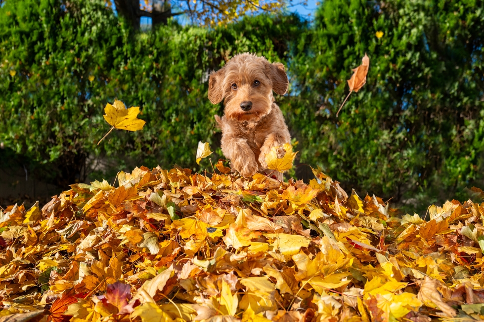 A miniature golden doodle runs over a pile of yellow autumn leaves on a sunny day.