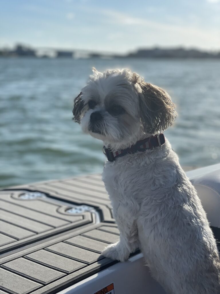 A shih tzu on a boat looks off to the side with water in the background.
