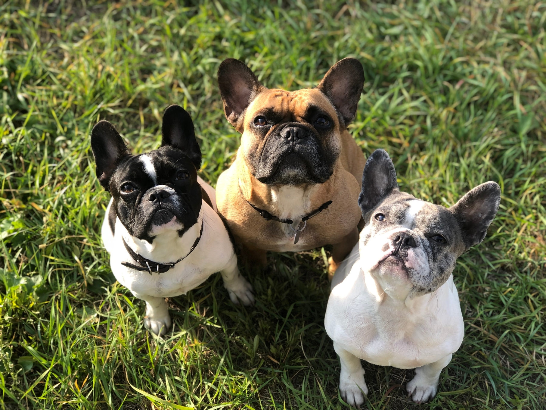 What's the Best Dog Food for French Bulldogs? - The Farmer’s Dog - Digest