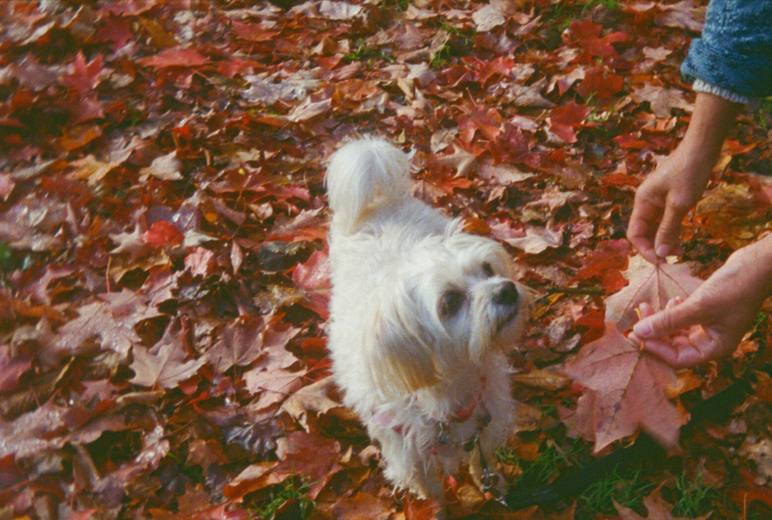 Why Does My Dog Love Autumn Leaves?