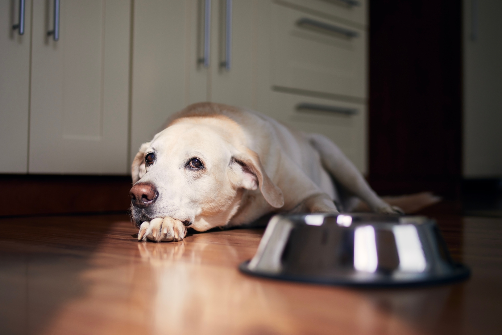 What Should I Do If My Dog Isn’t Eating?