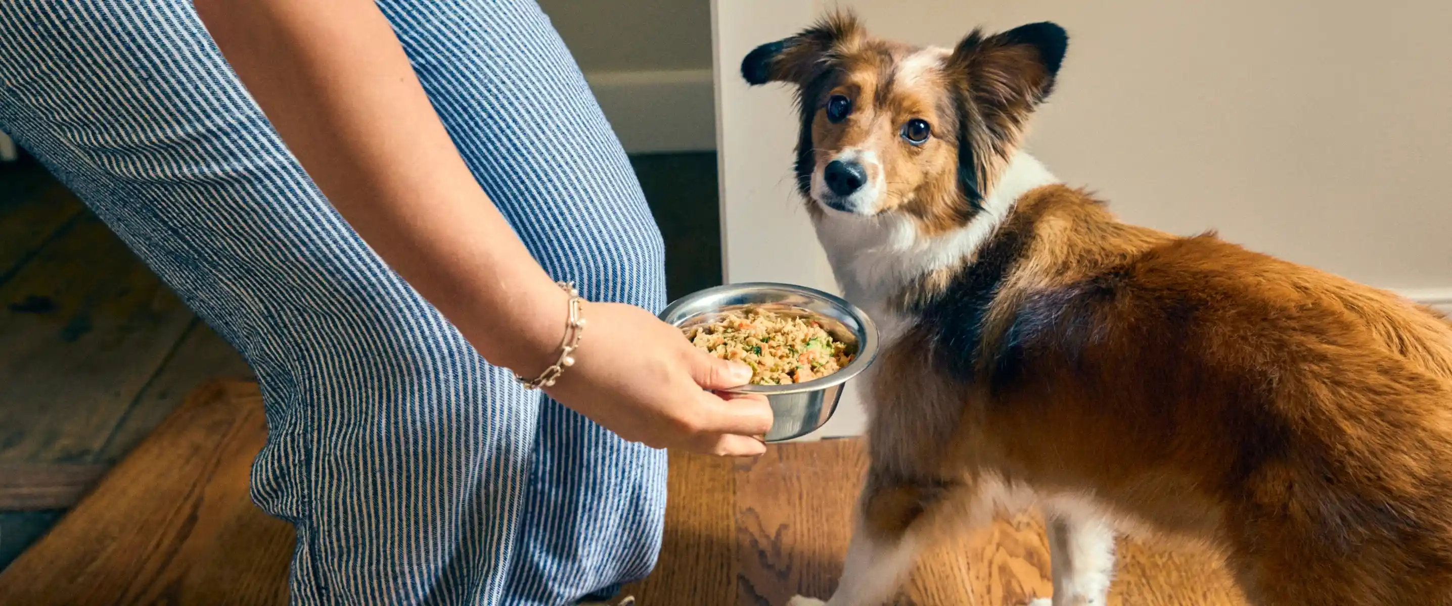 3 Months Dog Food Subscription